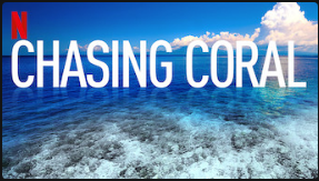 Chasing coral